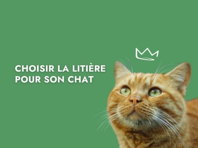 Choisir la meilleure litiere pour son chat-min